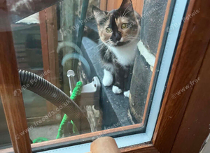 Lost cat in Haworth