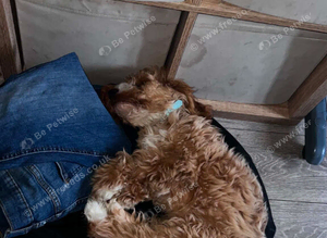 8mth cockapoo