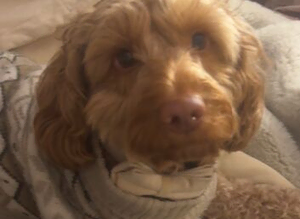 beautiful male cockapoo FOR STUD ONLY