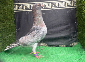Syrian pigeons