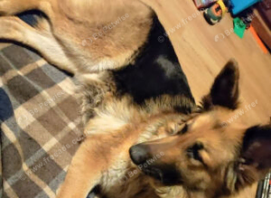 Beautiful German shepherd