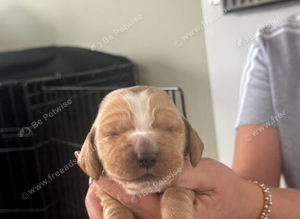 Cocker spaniel pups
