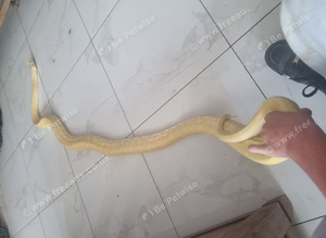 Albino burmese python