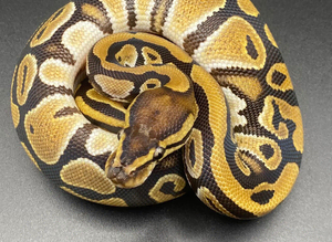 Het clown het pied ball python hatching (1)