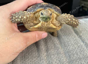 1 year old sulcata tortoise for sale