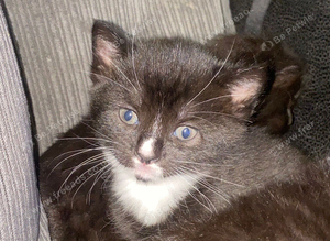 Kittens