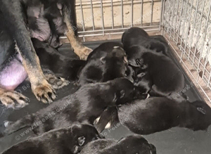 German sheaperd cross Belgium Malinois