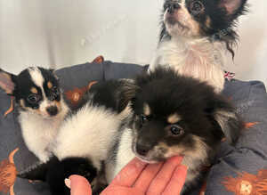 Pomchi puppy