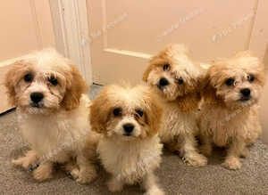 Cavachon Puppies