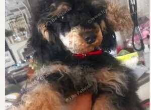BEAUTUFUL KC FULL PEDIGREE PHANTOM MALE TOY POODLE WITH CERTIFICATES/PAPERS FOR SALE
