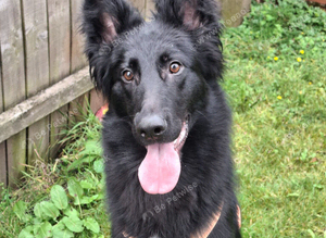 14 Months Old Beautiful German Sheperd