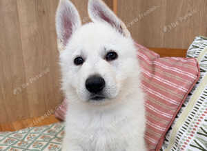 White Swiss Shepherd puppies