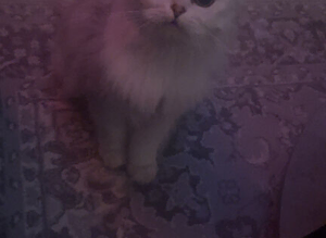 Purebred Scottish fold