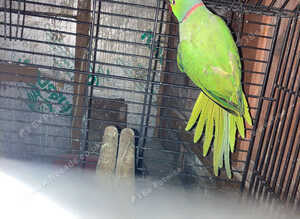Three male Ringneck
