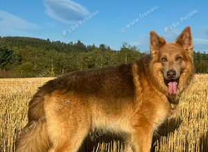 Isabella german shepherd stud