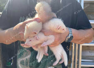 Ferret kits for sale