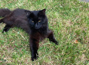 MISSING CAT HUNTER - B24 8EX - REWARD OFFERED