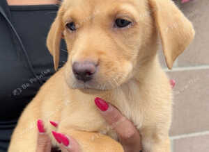 8 beautiful Labrador puppies