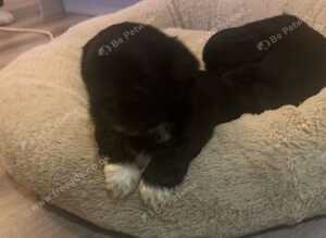 Shih tzu puppies