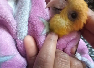 Super tamed caique