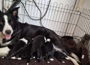 border collie puppies