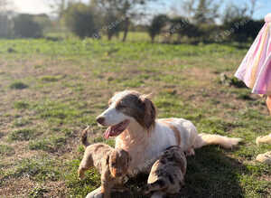 Sprollie x cocker pups