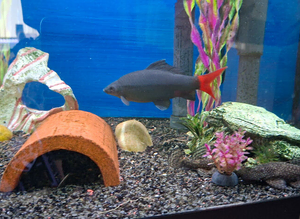 Redtail shark, plus