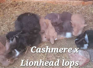 *READY NOW*FEMALE & MALE DOUBLE MANED LIONHEAD x CASHMERE MINILOPS