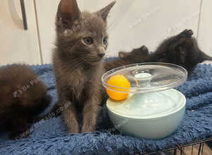 Beautiful Grey Russian Blue &times; Siamese Female Kitten - 13 Weeks