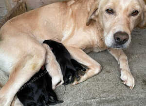 Labrador retriever puppies deposit secures