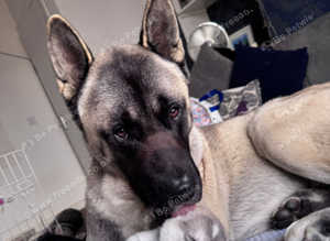 American akita for stud