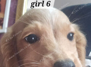 4 puppies 4 sale