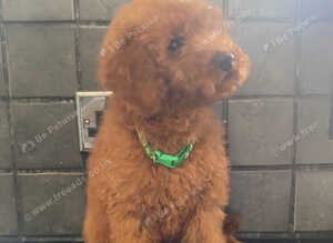 Beautiful 4th generation Red Minature Poodle Pups