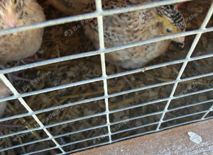 Italian colour coturnix quails