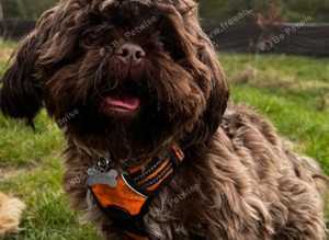 Proven Male shih tzu stud
