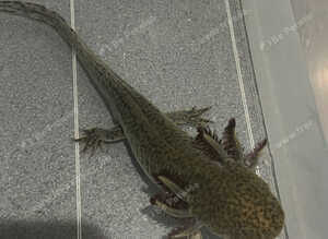Male Axolotl For Rehoming