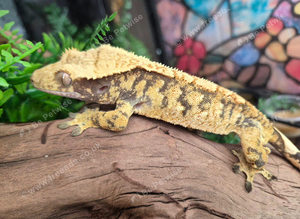 Male and female crested gecko with full split setup