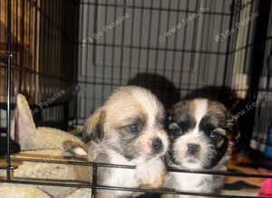 Adorable Shih Tzu puppy's looking for forever homes