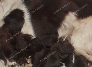 Beautiful F1 Sprocker Puppies