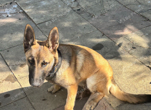 Belgium malinois and Swiss shepherd cross ready