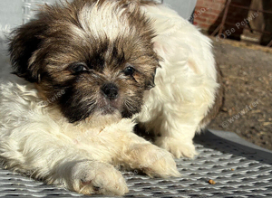 Stunning Shihtz