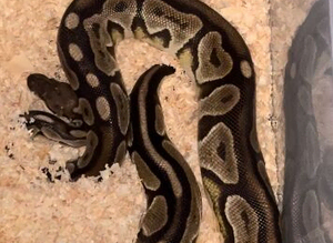 Royal ball python