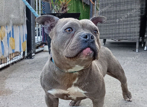 Staffy/Bully