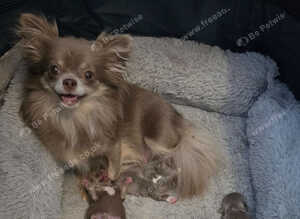 Applehead chihuahuas