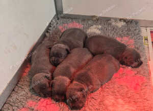 staffordshire bull terrier pups