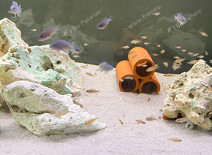 Malawi cichlids