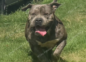 American bully