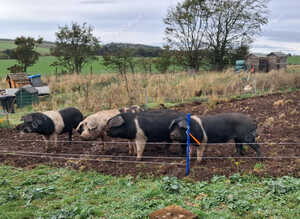 Boars Saddleback cross