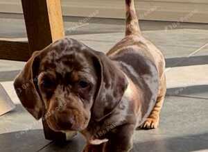 Miniature dachshund puppies