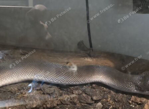 Southern white lipped python